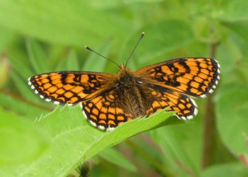 Réf. 210 925 : Melitaea athalia athalia